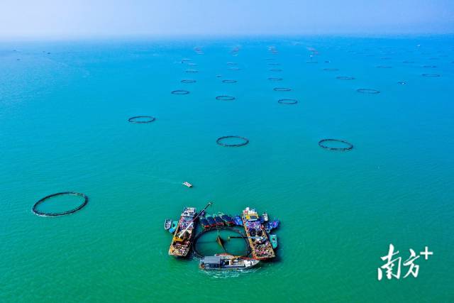 EMC易倍体育 易倍EMC观万鱼跃腾、品主题盛宴！遂溪草潭金鲳鱼旅游文化节开幕(图1)