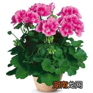 春节送礼的学问送什么礼物最合EMC易倍体育 易倍EMC适？(图3)