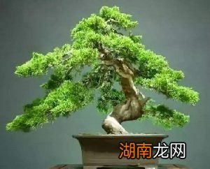 春节送礼的学问送什么礼物最合EMC易倍体育 易倍EMC适？(图4)