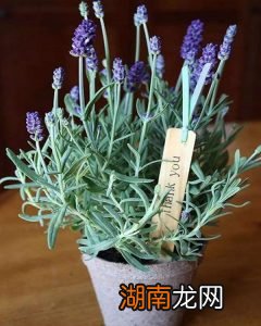 春节送礼的学问送什么礼物最合EMC易倍体育 易倍EMC适？(图5)